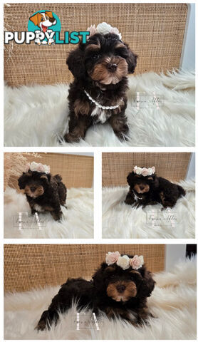 Teeny TINY LITTLE  DNA CLEARED chipoo chihuahua toy poodle