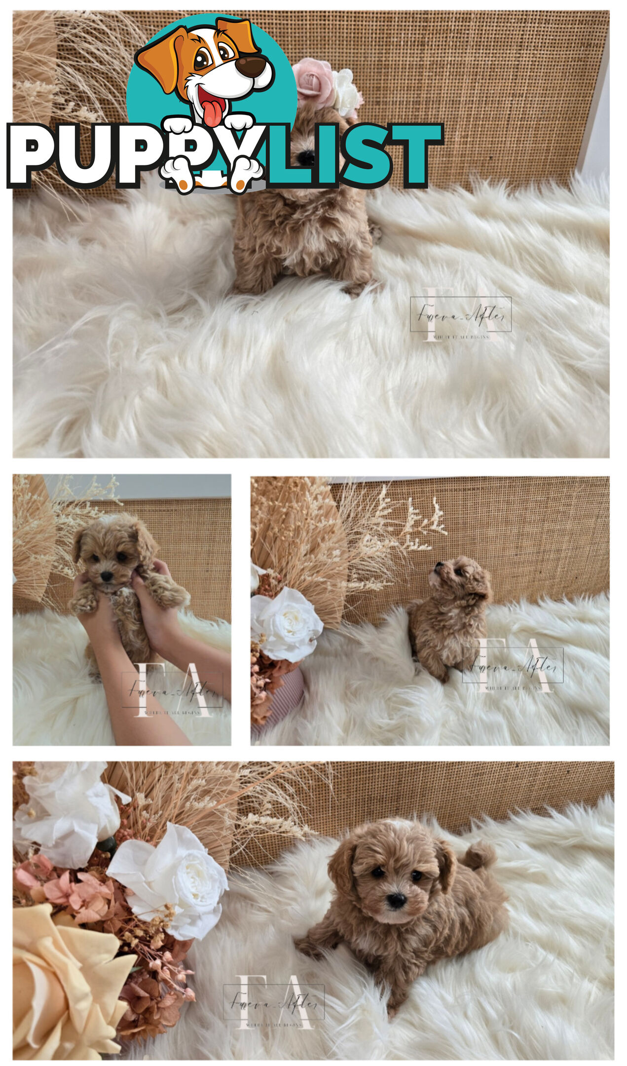 Teeny TINY LITTLE  DNA CLEARED chipoo chihuahua toy poodle