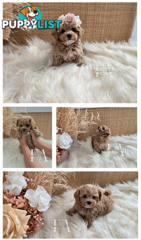 Teeny TINY LITTLE  DNA CLEARED chipoo chihuahua toy poodle