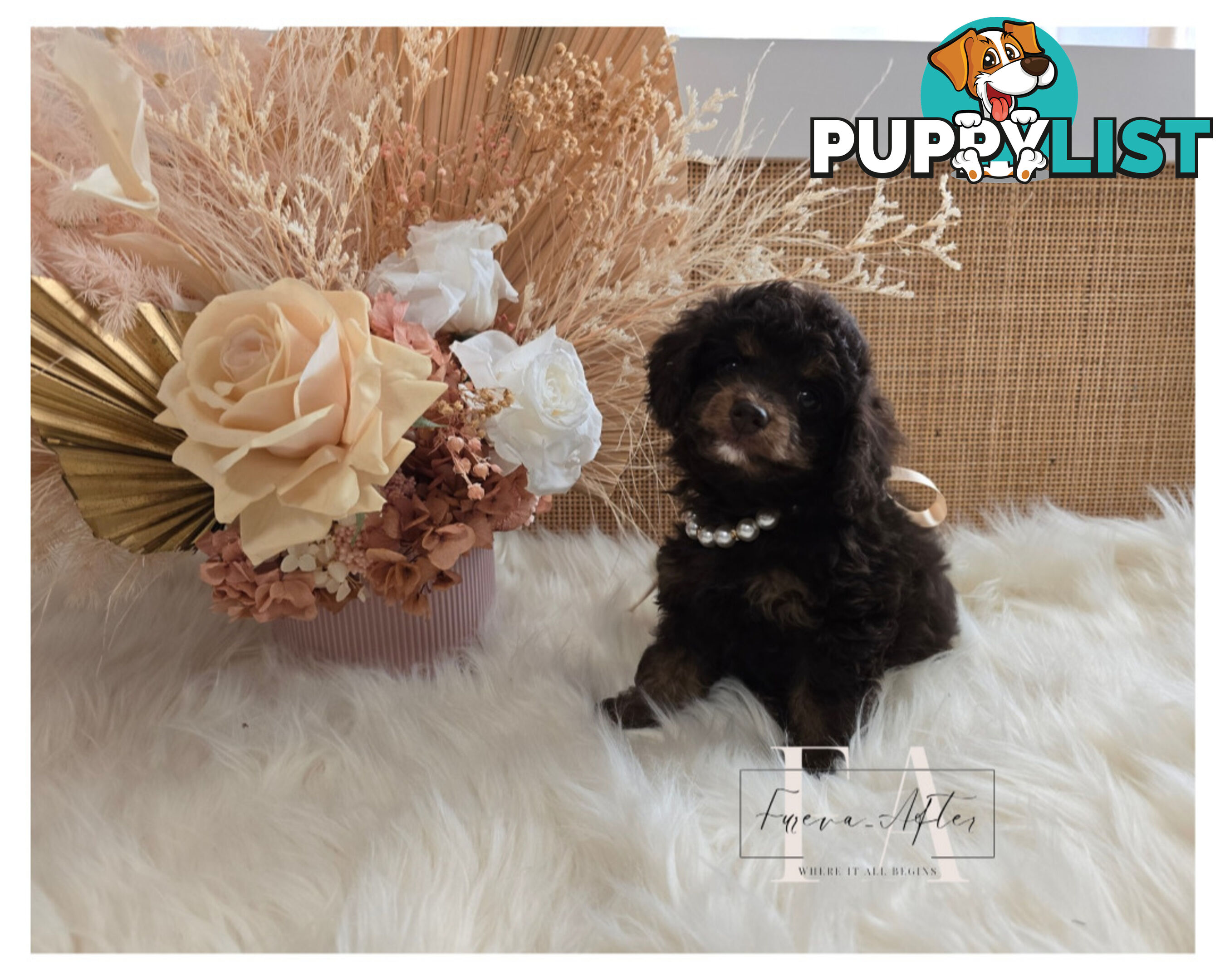 Teeny TINY LITTLE  DNA CLEARED chipoo chihuahua toy poodle