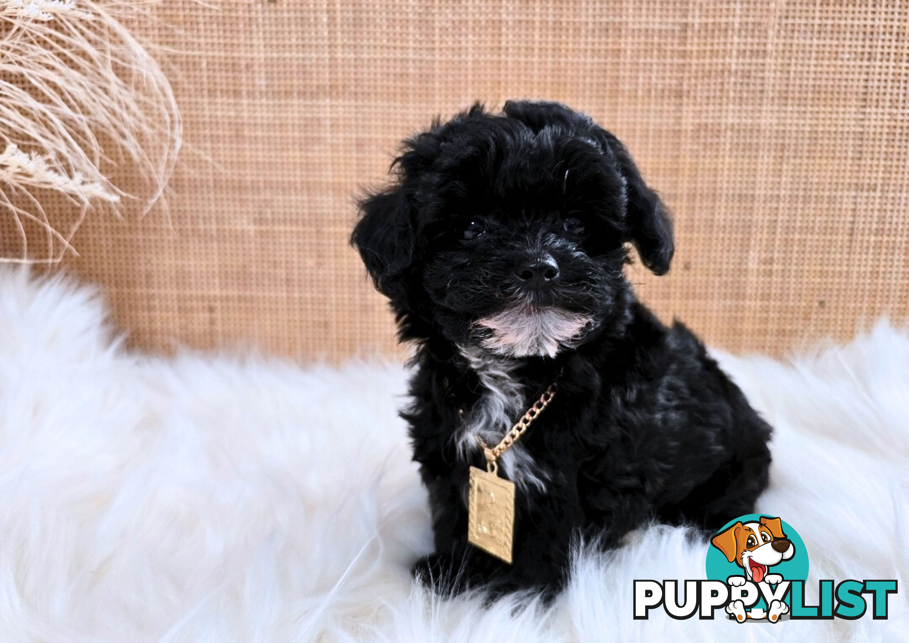 1060grams 13wks Teeny TINY LITTLE  DNA CLEARED chipoo chihuahua toy poodle