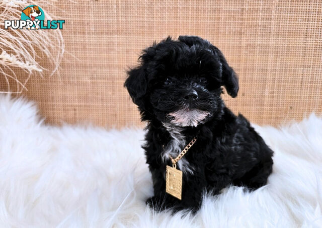 1060grams 13wks Teeny TINY LITTLE  DNA CLEARED chipoo chihuahua toy poodle