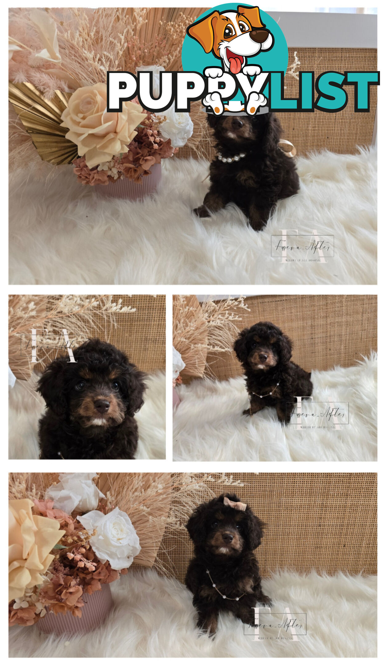 1060grams 13wks Teeny TINY LITTLE  DNA CLEARED chipoo chihuahua toy poodle