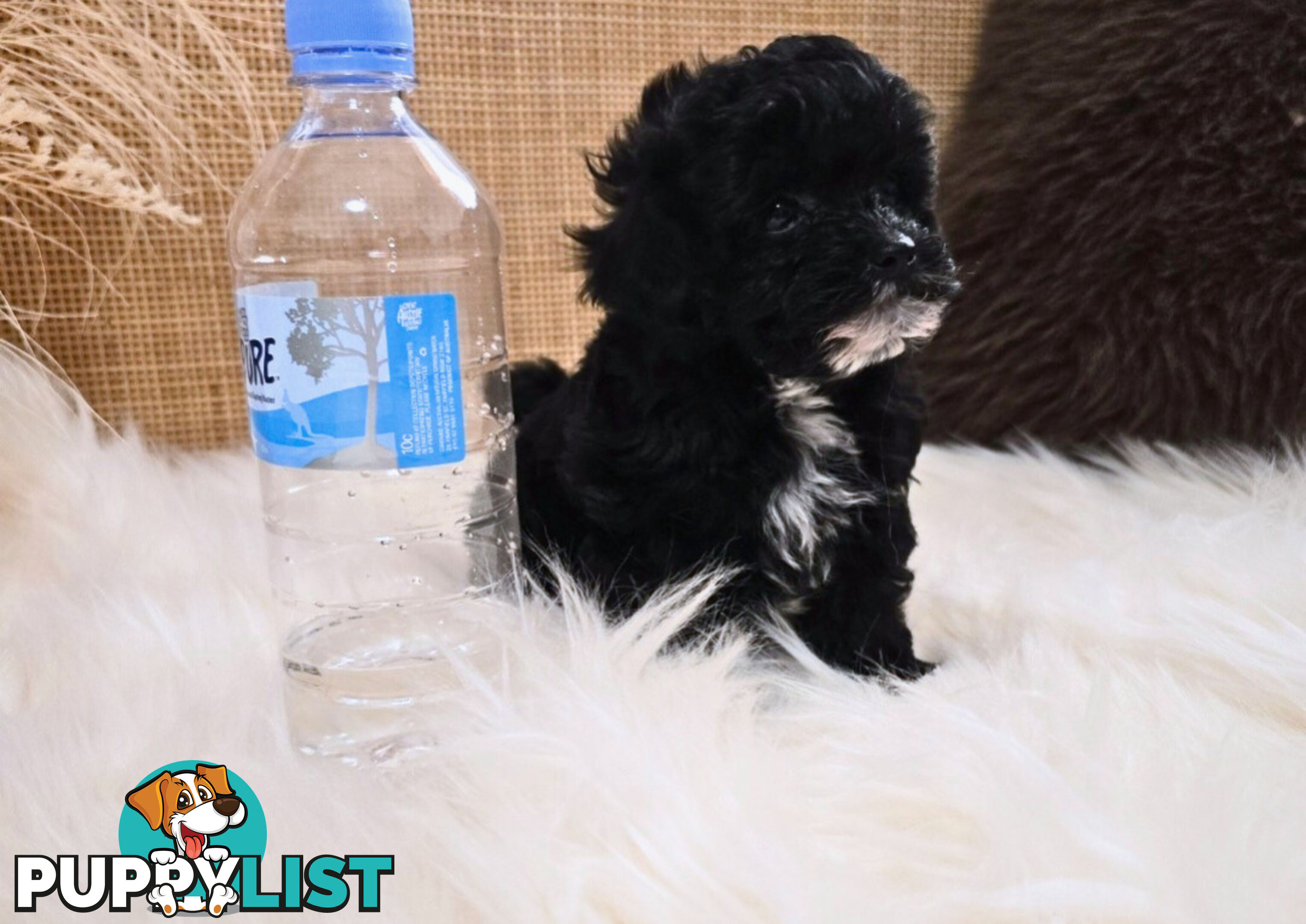 1060grams 13wks Teeny TINY LITTLE  DNA CLEARED chipoo chihuahua toy poodle