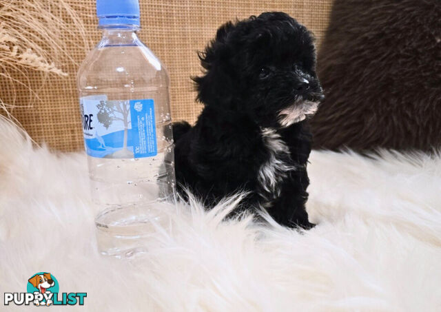 1060grams 13wks Teeny TINY LITTLE  DNA CLEARED chipoo chihuahua toy poodle