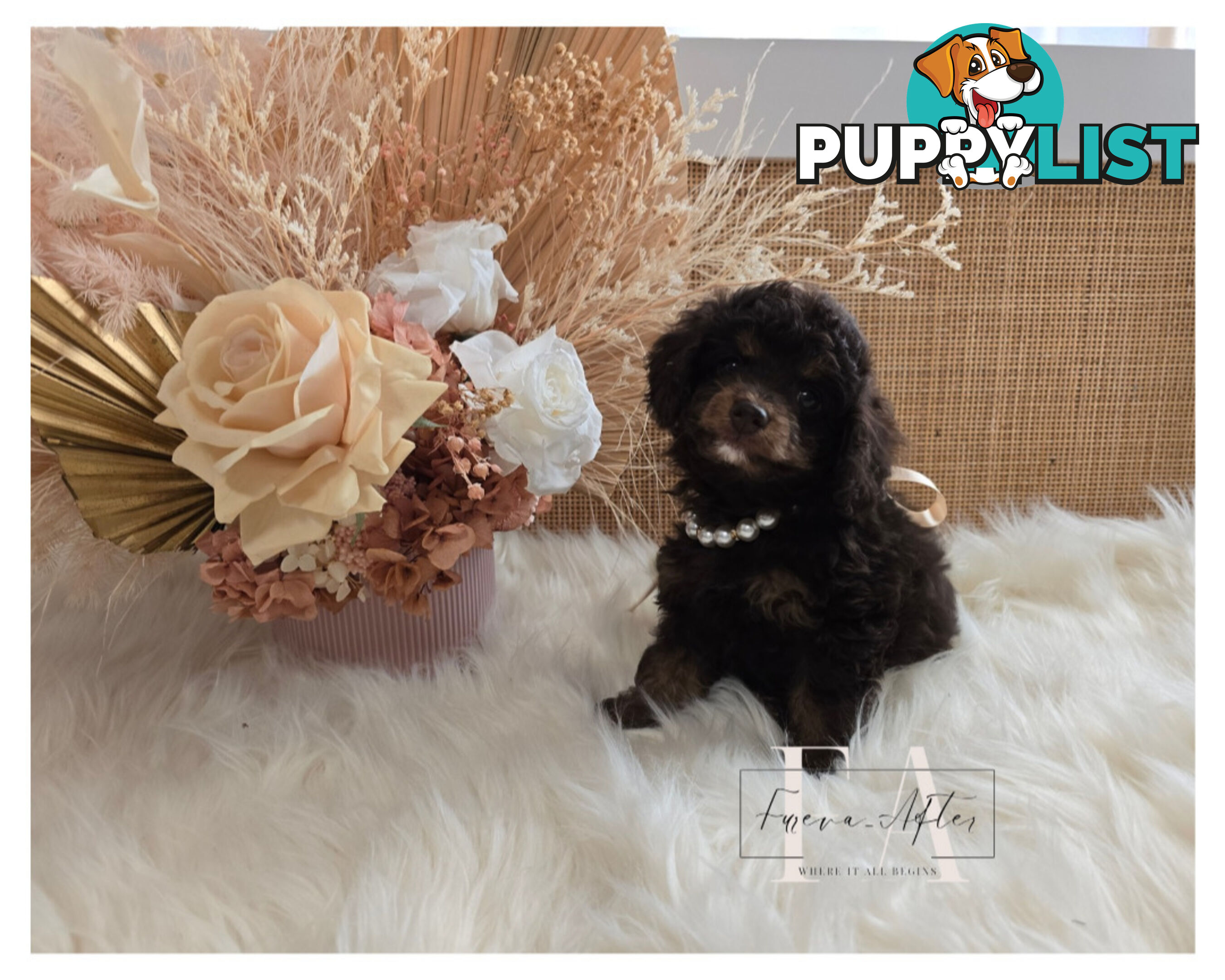 1060grams 13wks Teeny TINY LITTLE  DNA CLEARED chipoo chihuahua toy poodle