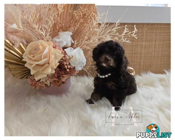 1060grams 13wks Teeny TINY LITTLE  DNA CLEARED chipoo chihuahua toy poodle