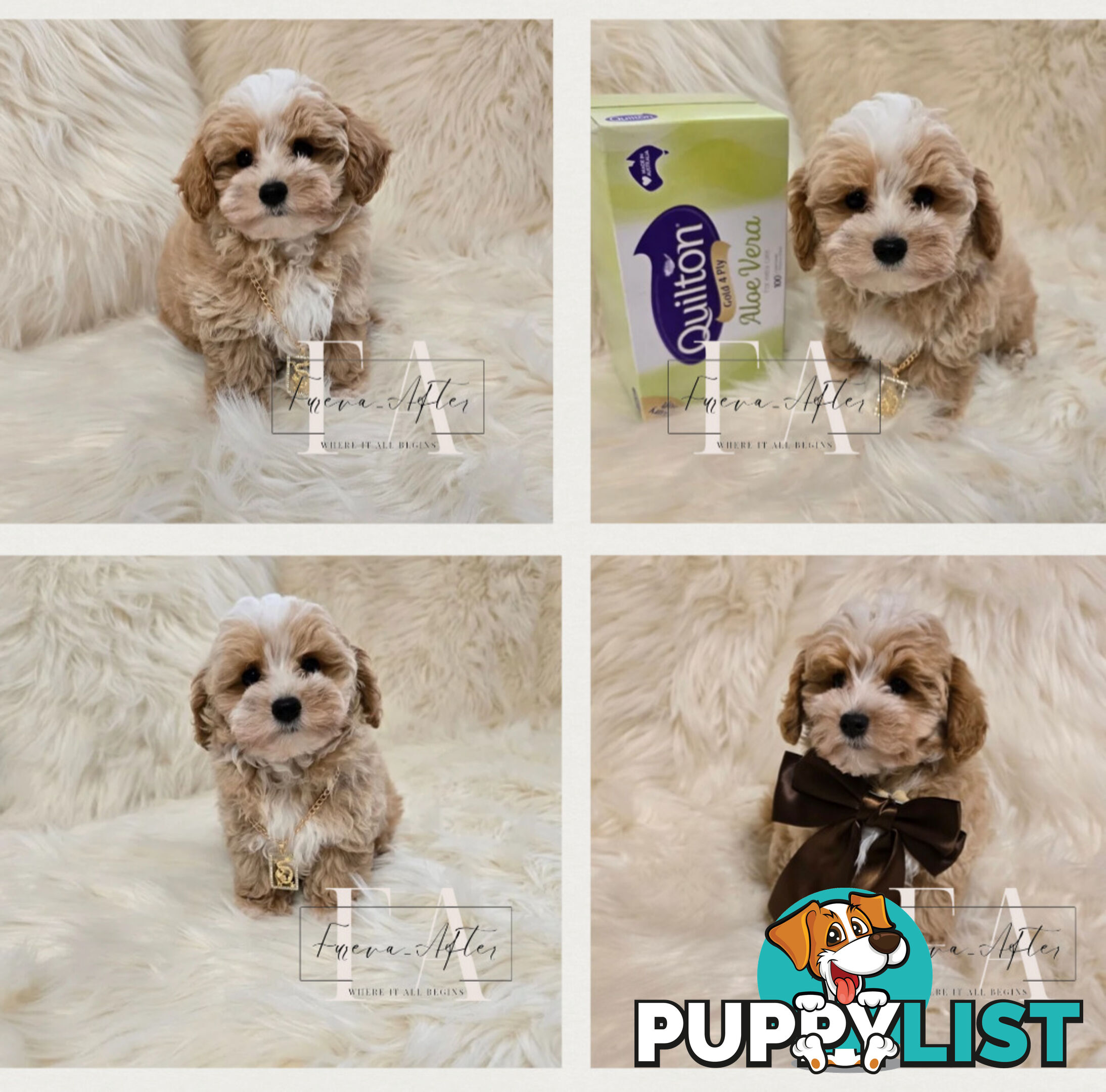 1060grams 13wks Teeny TINY LITTLE  DNA CLEARED chipoo chihuahua toy poodle