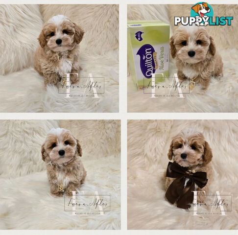 1060grams 13wks Teeny TINY LITTLE  DNA CLEARED chipoo chihuahua toy poodle