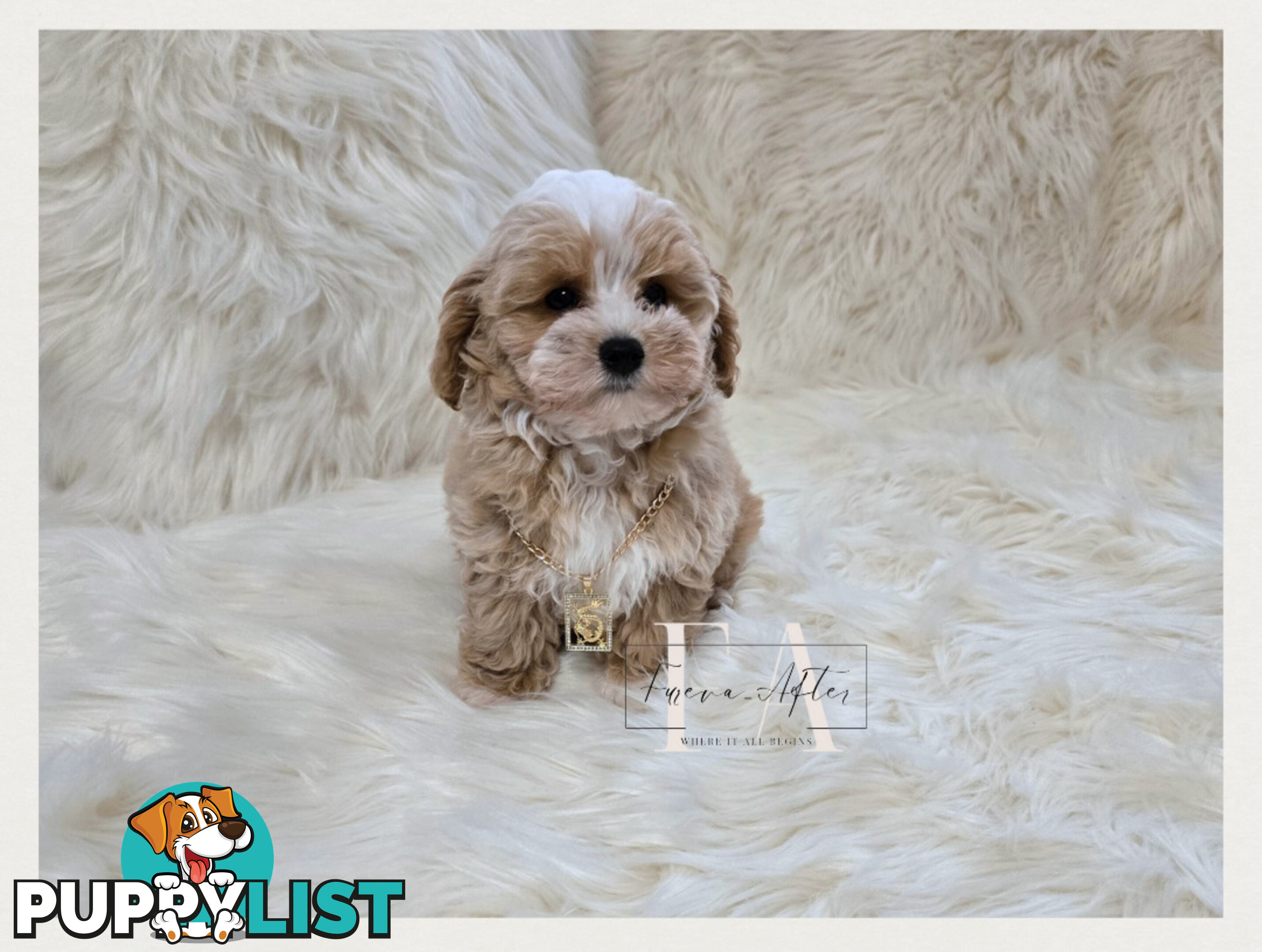 1060grams 13wks Teeny TINY LITTLE  DNA CLEARED chipoo chihuahua toy poodle