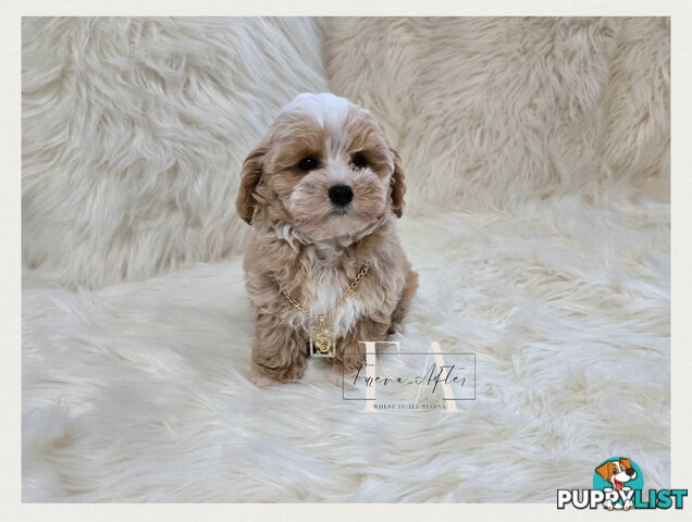 1060grams 13wks Teeny TINY LITTLE  DNA CLEARED chipoo chihuahua toy poodle