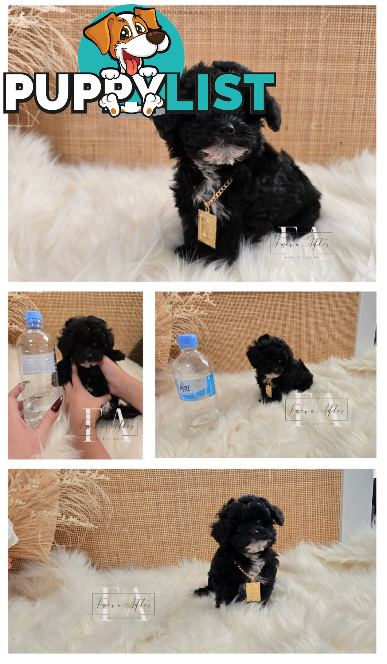 1060grams 13wks Teeny TINY LITTLE  DNA CLEARED chipoo chihuahua toy poodle