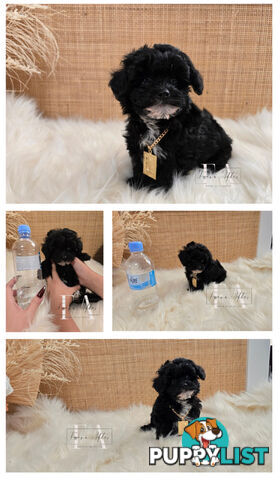 1060grams 13wks Teeny TINY LITTLE  DNA CLEARED chipoo chihuahua toy poodle