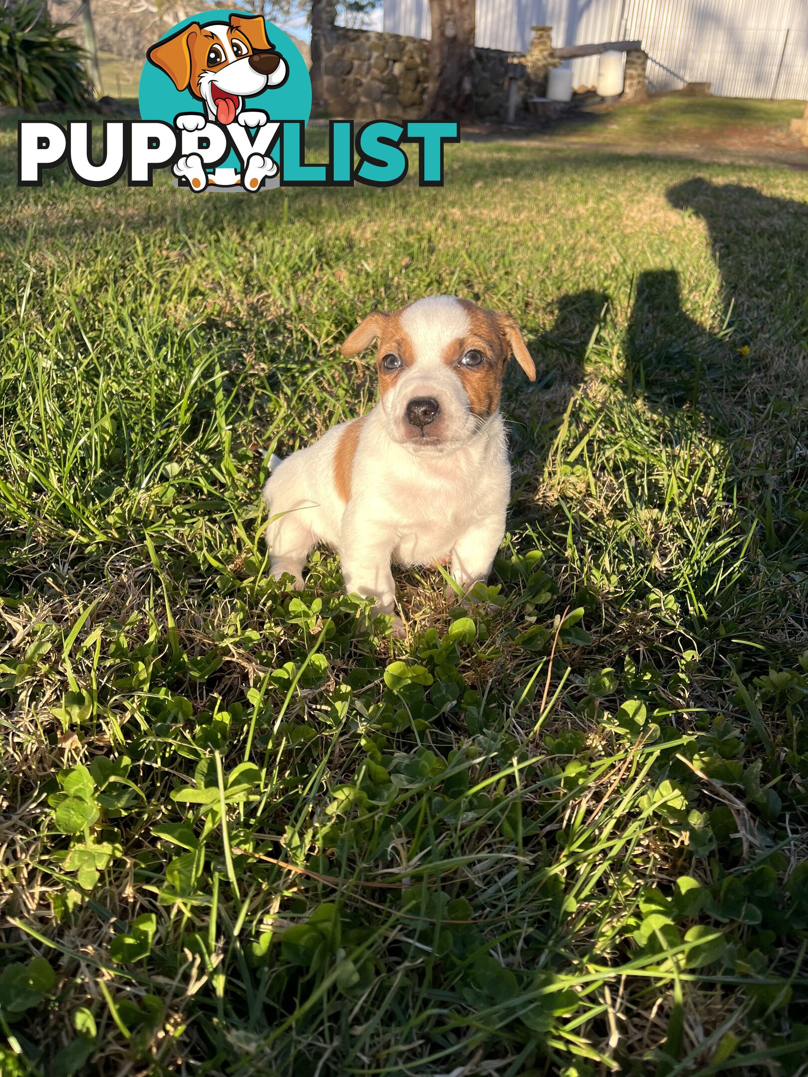 Short hair Pruebred Jack Russell
