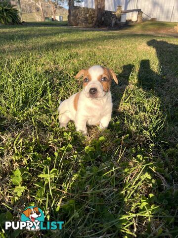 Short hair Pruebred Jack Russell