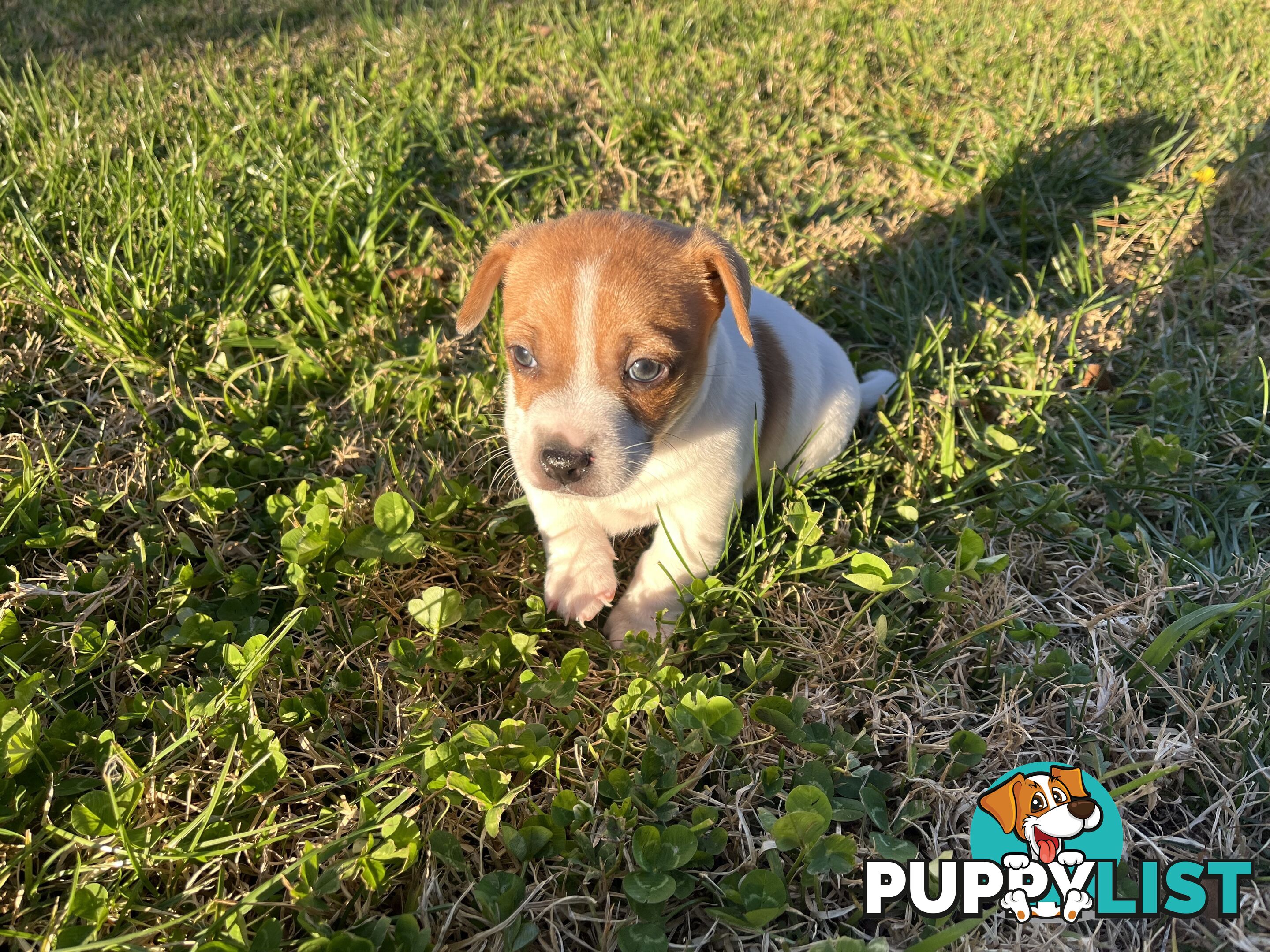 Short hair Pruebred Jack Russell