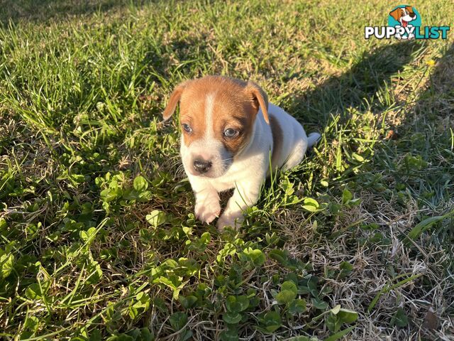 Short hair Pruebred Jack Russell