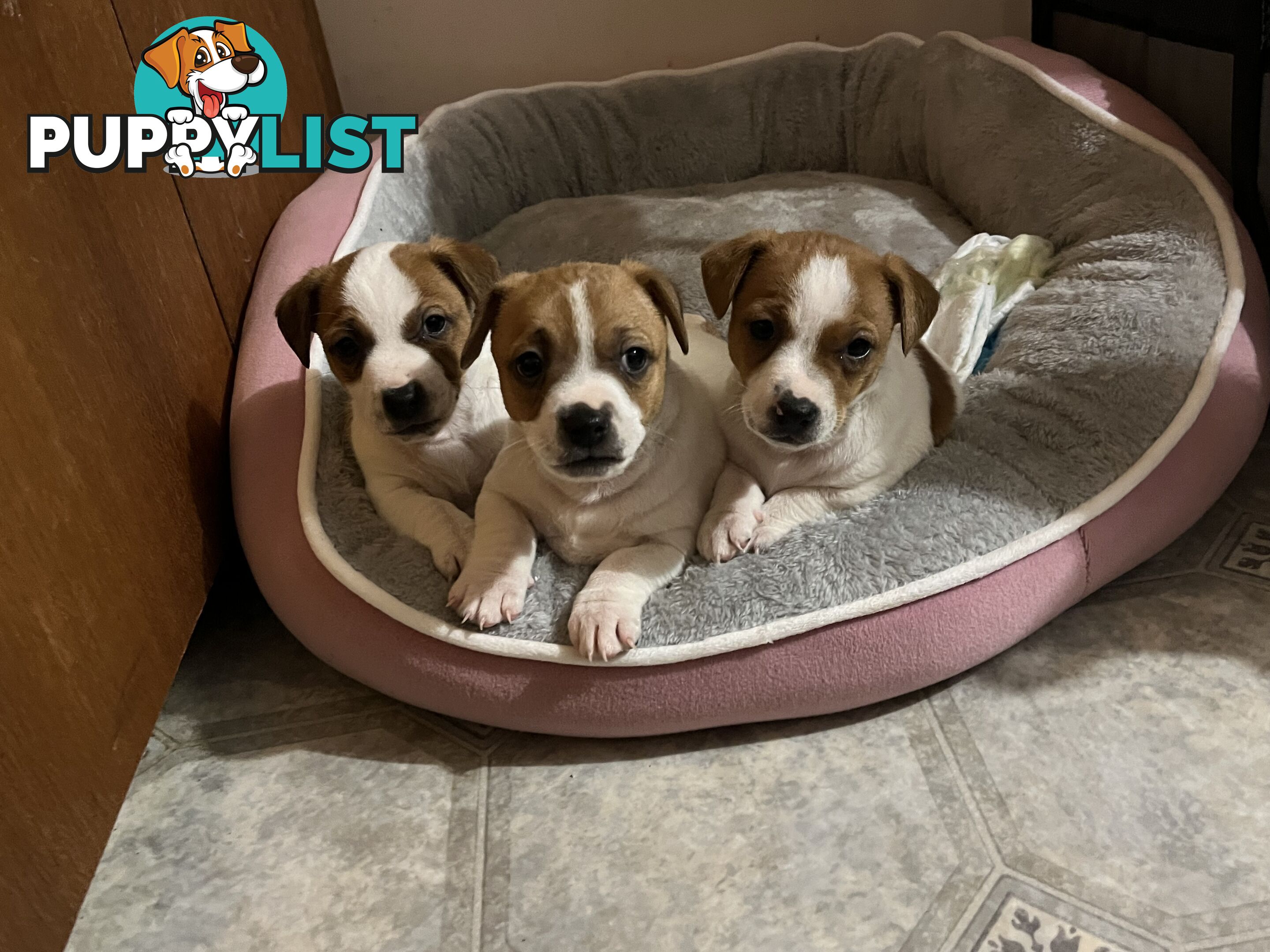 Short hair Pruebred Jack Russell