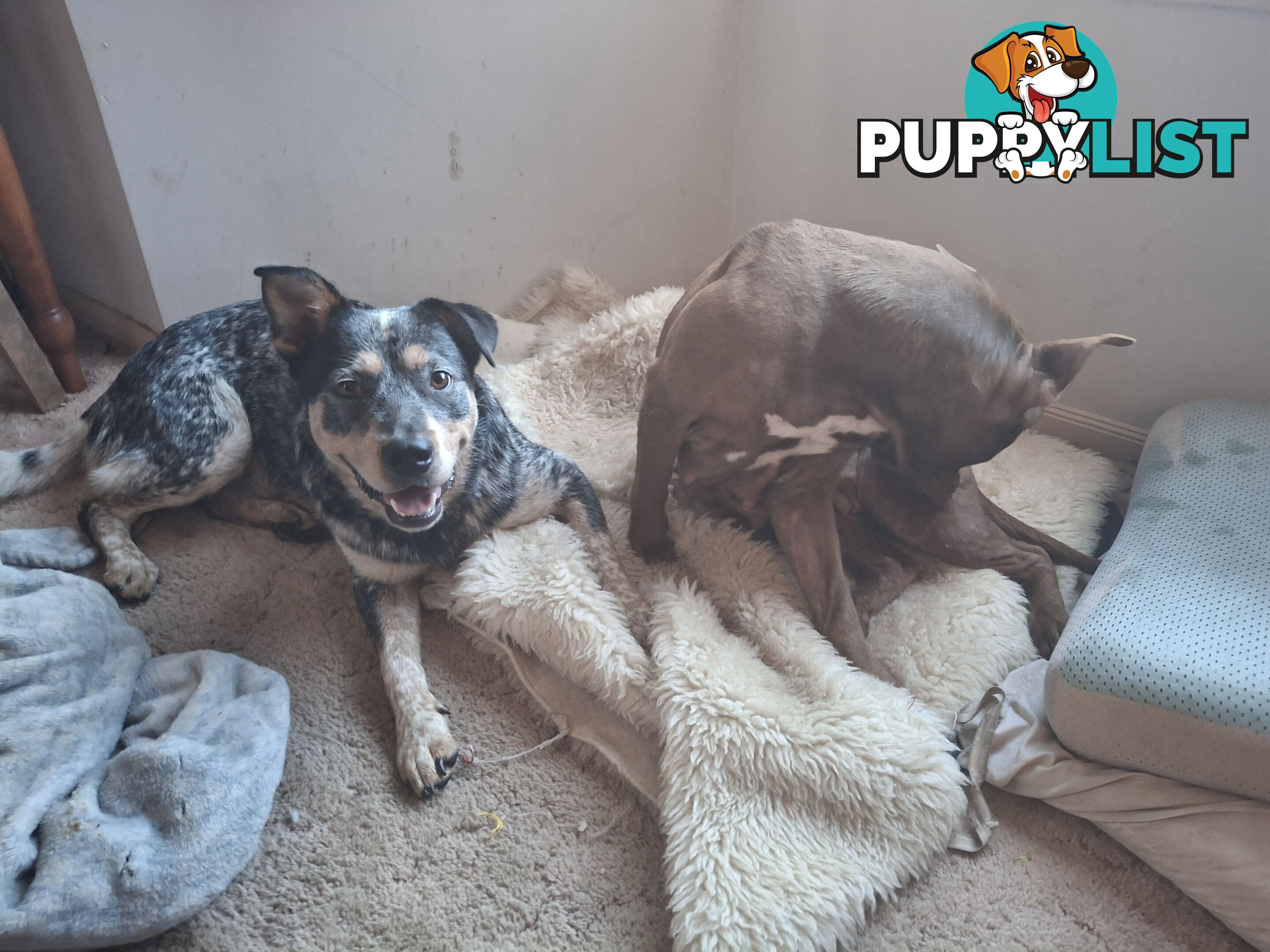 Blue cattle dog