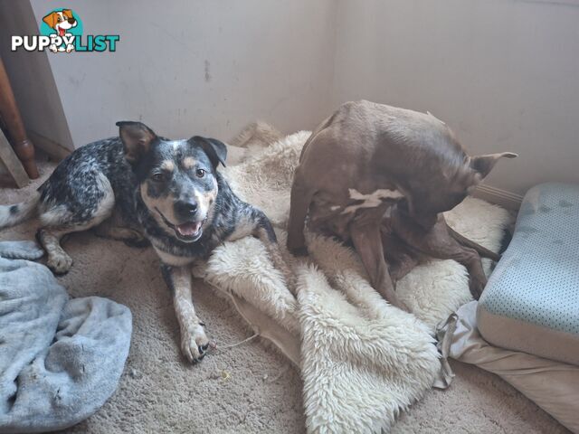 Blue cattle dog