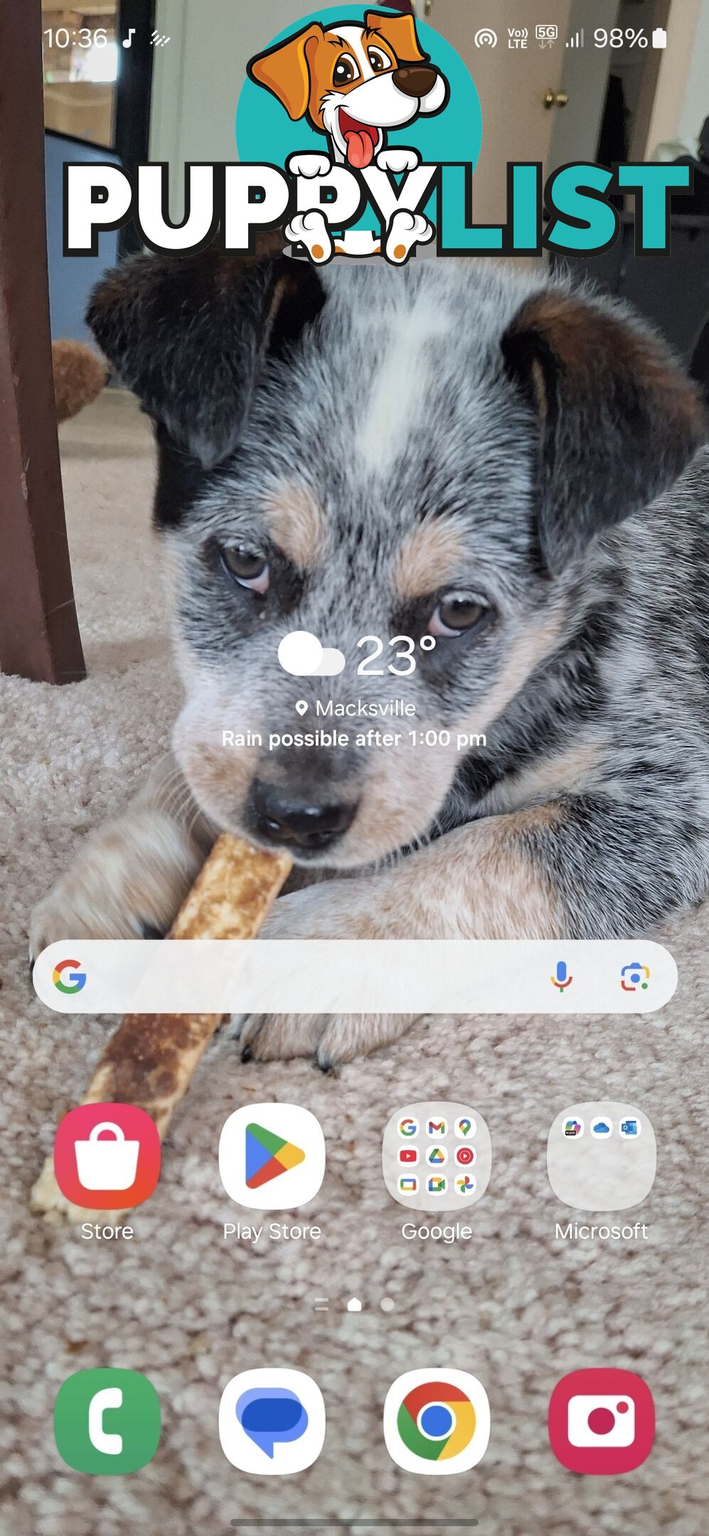Blue cattle dog