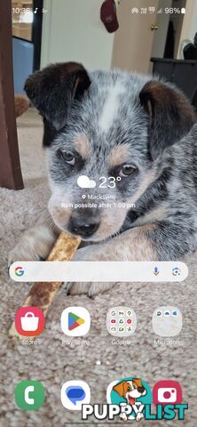 Blue cattle dog