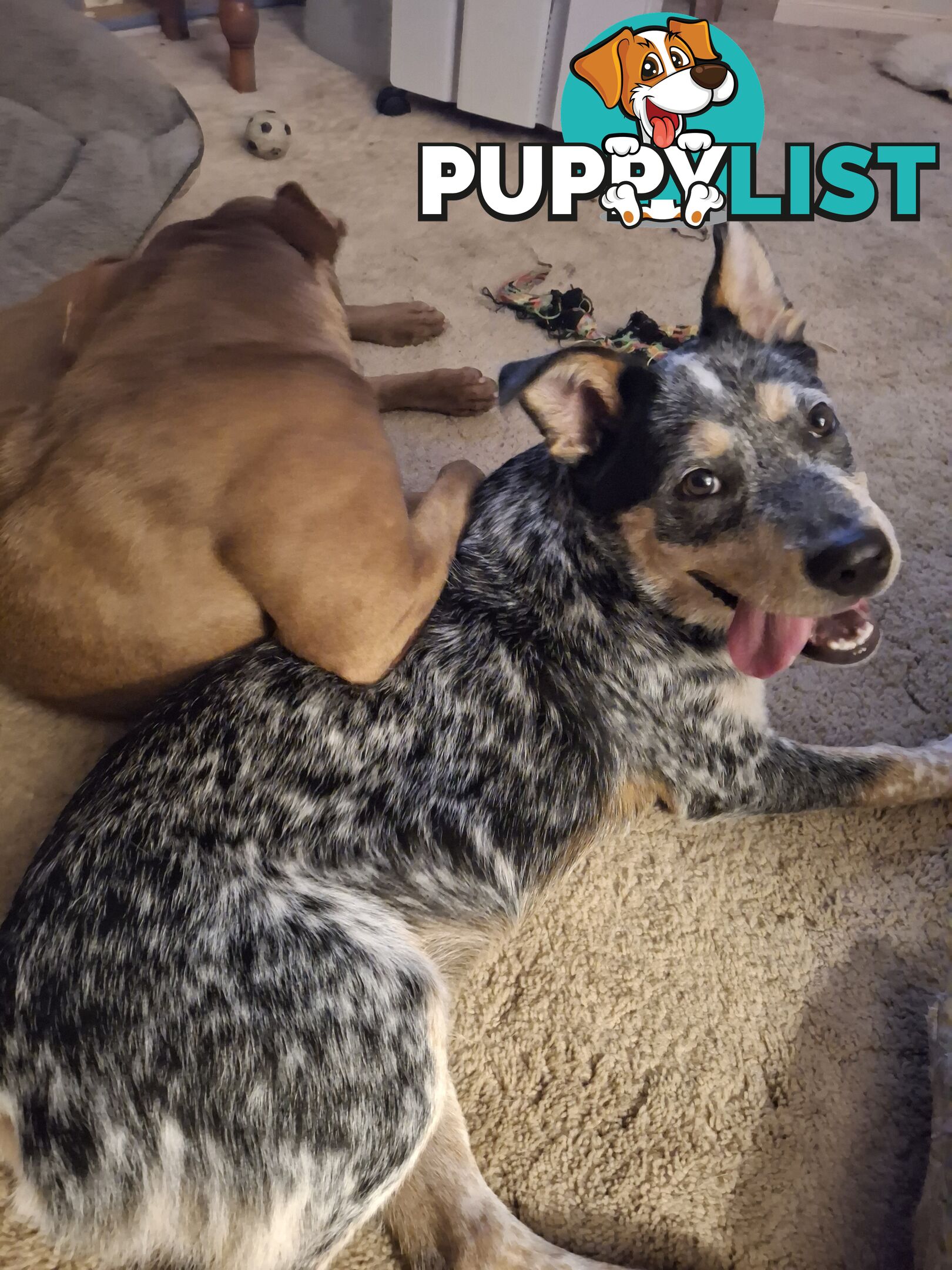 Blue cattle dog