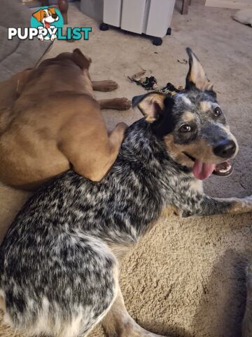 Blue cattle dog
