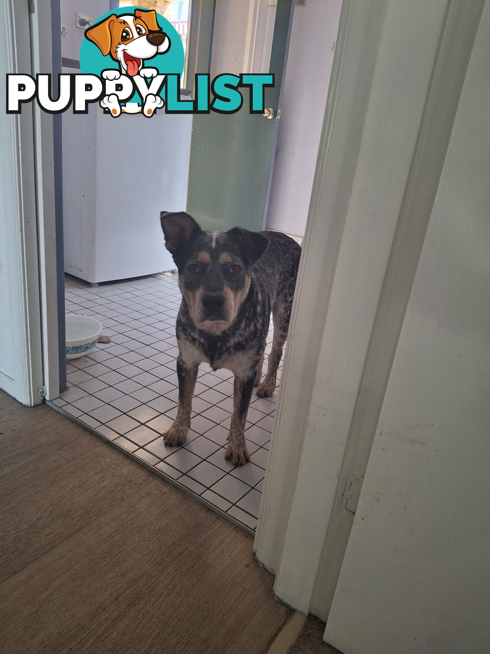 Blue cattle dog