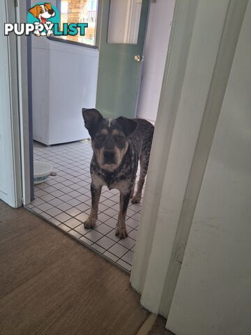 Blue cattle dog