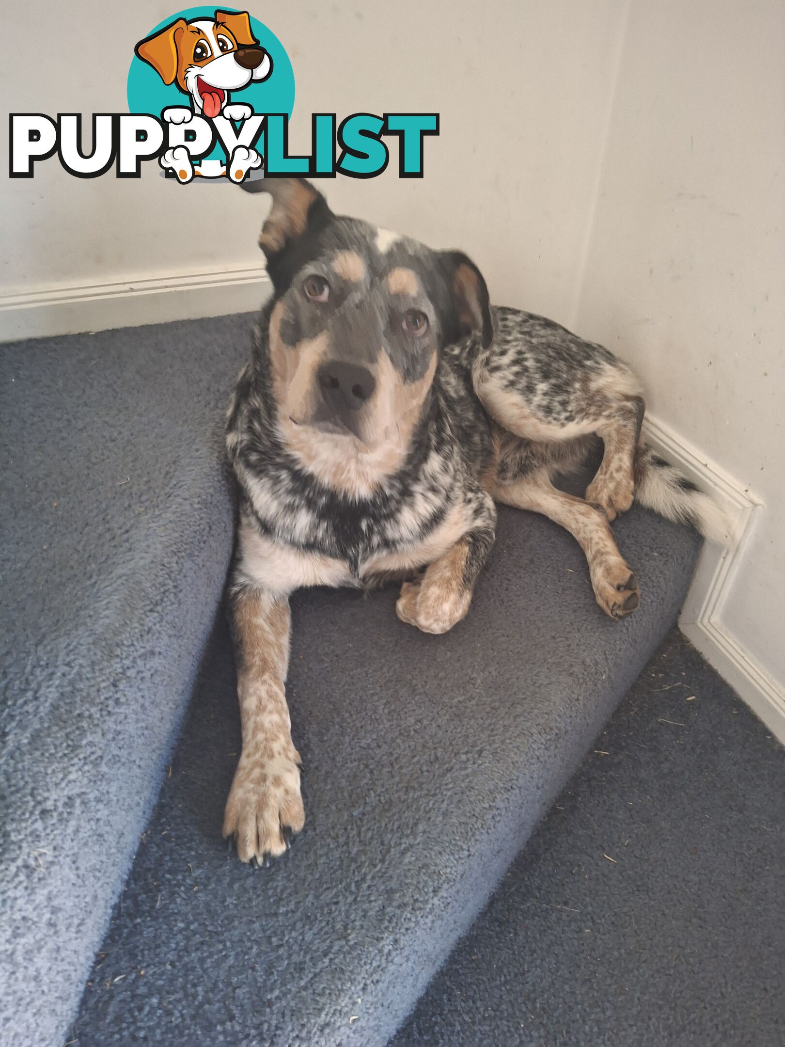 Blue cattle dog
