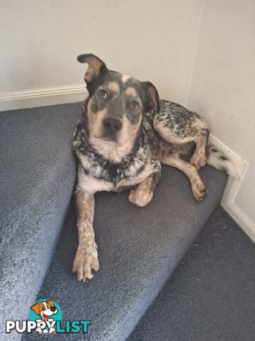 Blue cattle dog