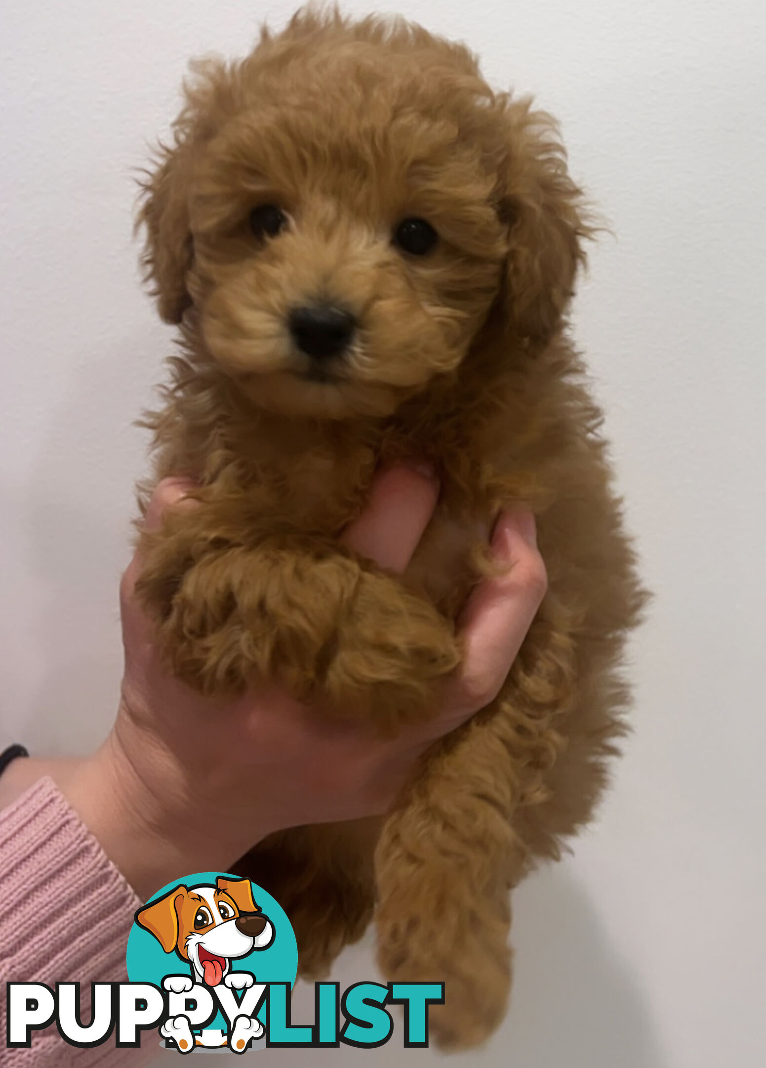 READY FOR HIS NEW HOME THIS WEEKEND STUNNING RED TOY POODLE