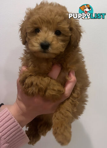 READY FOR HIS NEW HOME THIS WEEKEND STUNNING RED TOY POODLE