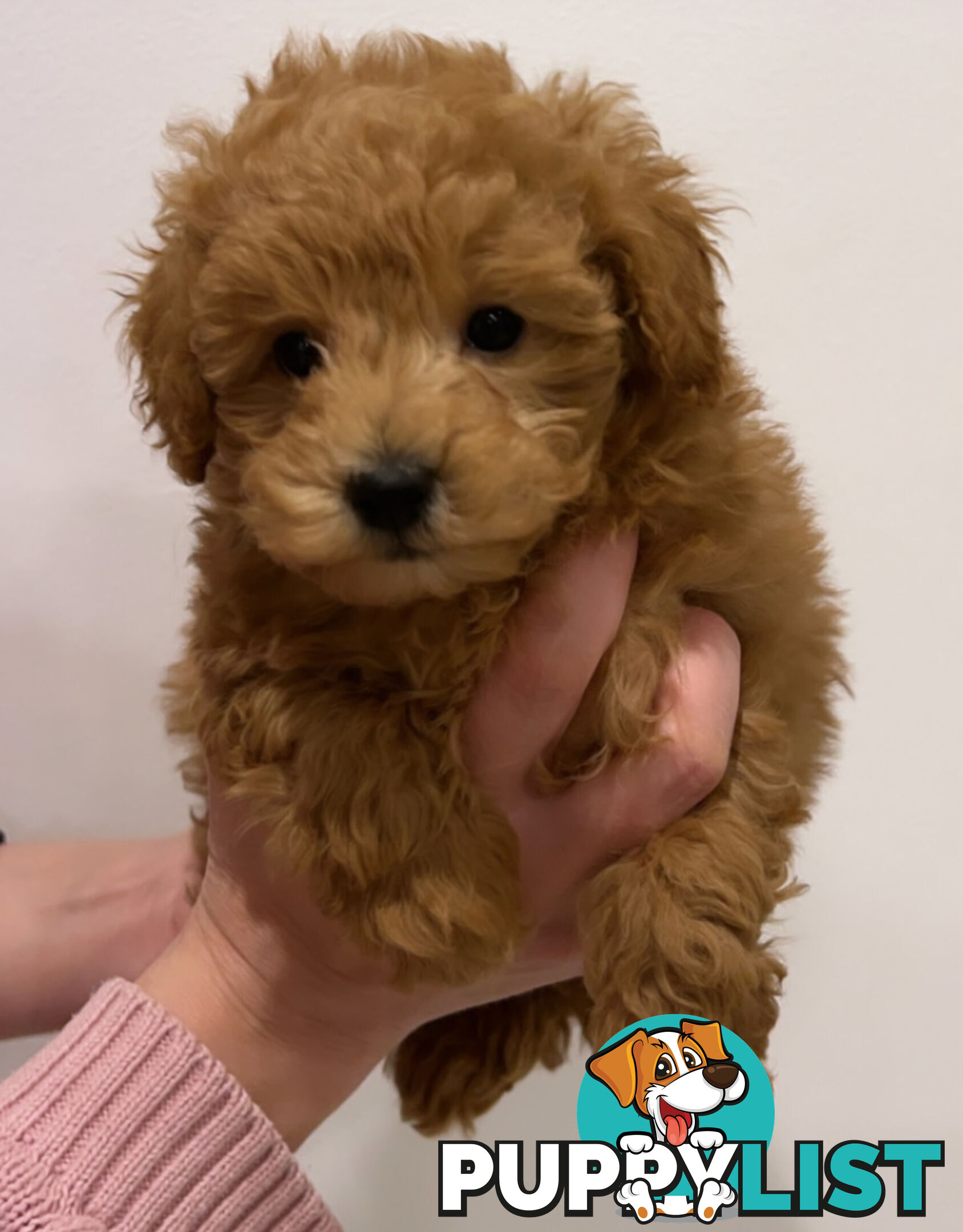 READY FOR HIS NEW HOME THIS WEEKEND STUNNING RED TOY POODLE