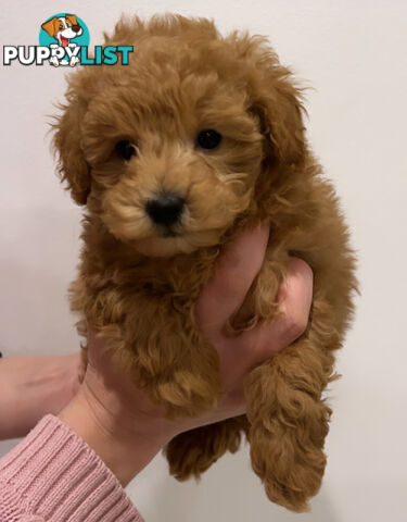 READY FOR HIS NEW HOME THIS WEEKEND STUNNING RED TOY POODLE