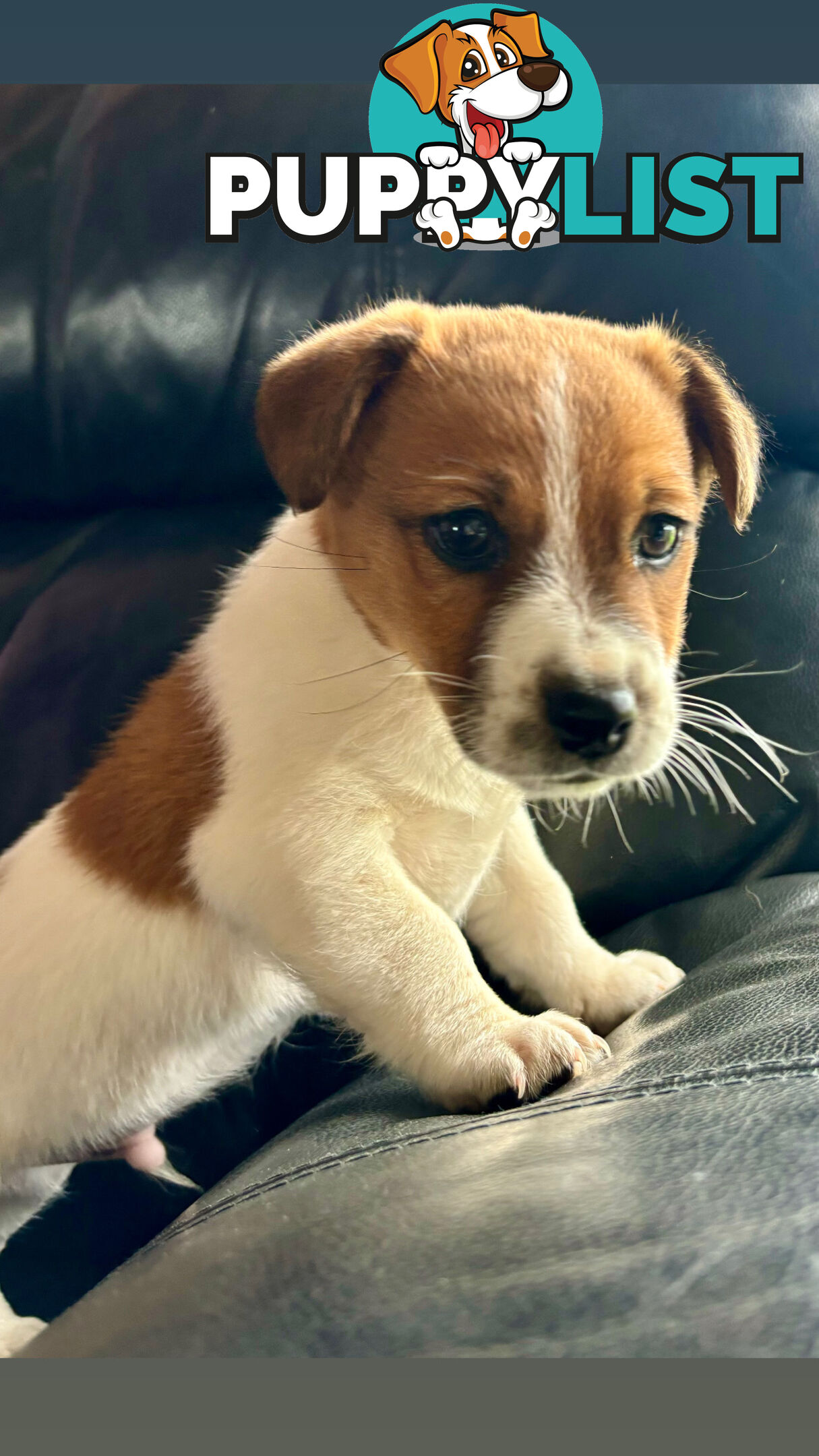 Jack Russell Terrier