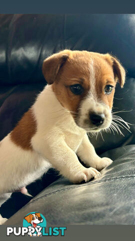 Jack Russell Terrier