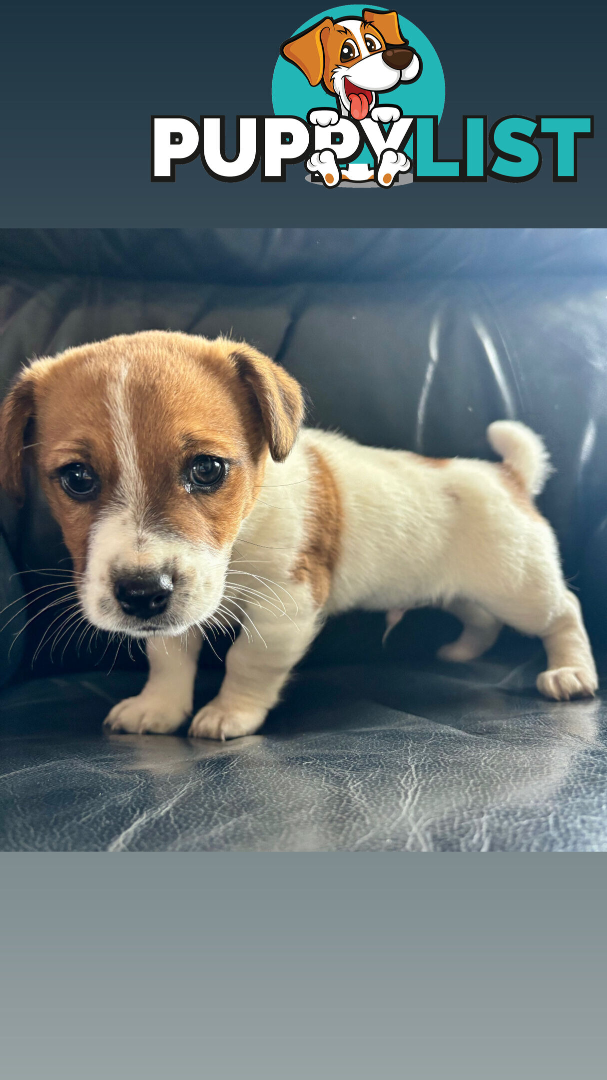 Jack Russell Terrier