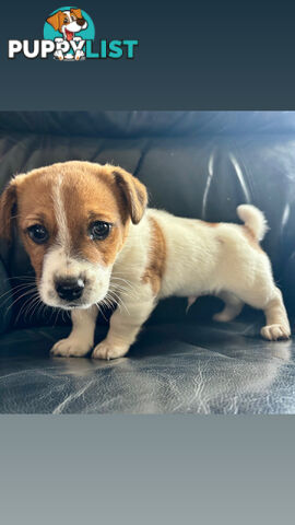 Jack Russell Terrier