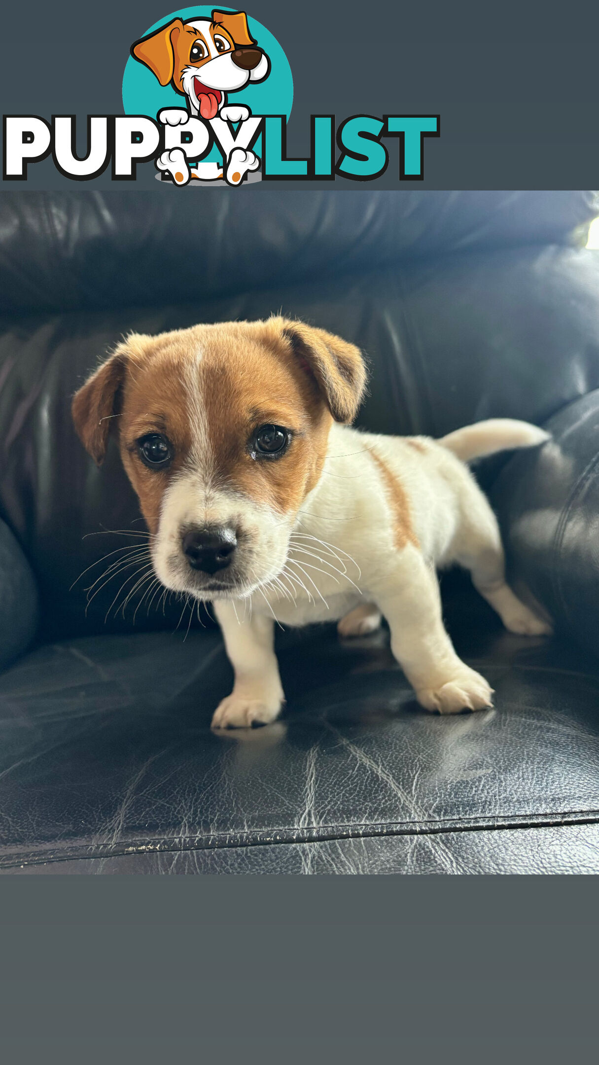 Jack Russell Terrier
