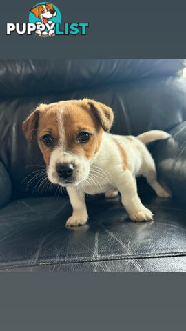 Jack Russell Terrier