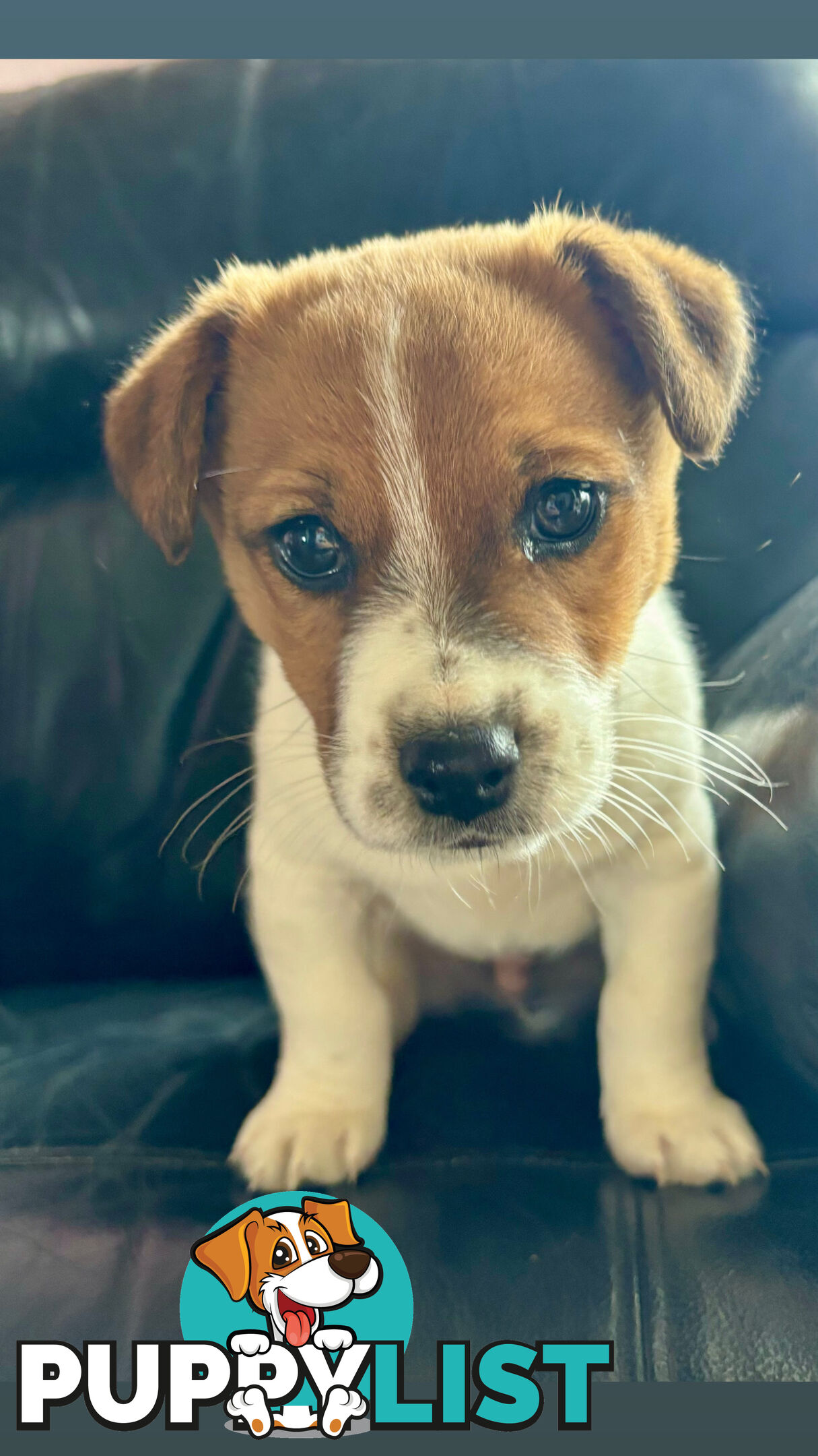 Jack Russell Terrier
