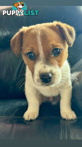 Jack Russell Terrier