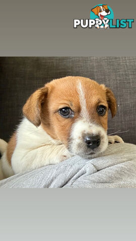 Jack Russell Terrier
