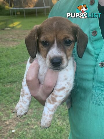 Adorable Jack Russell x Mini Dachshund