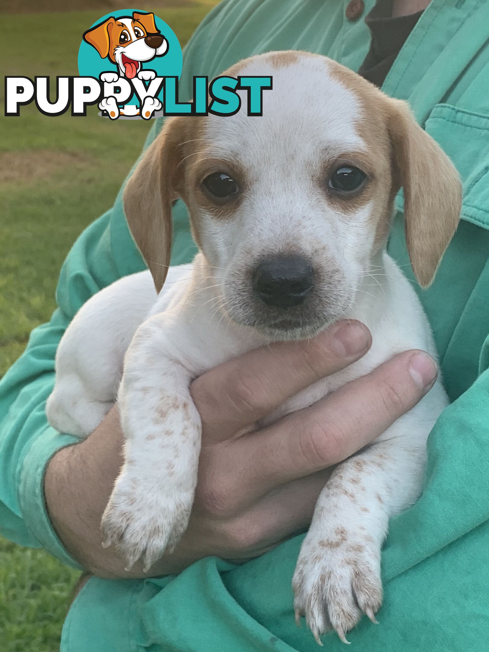 Adorable Jack Russell x Mini Dachshund
