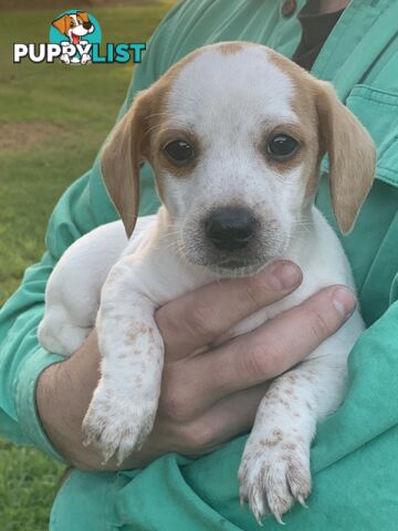 Adorable Jack Russell x Mini Dachshund