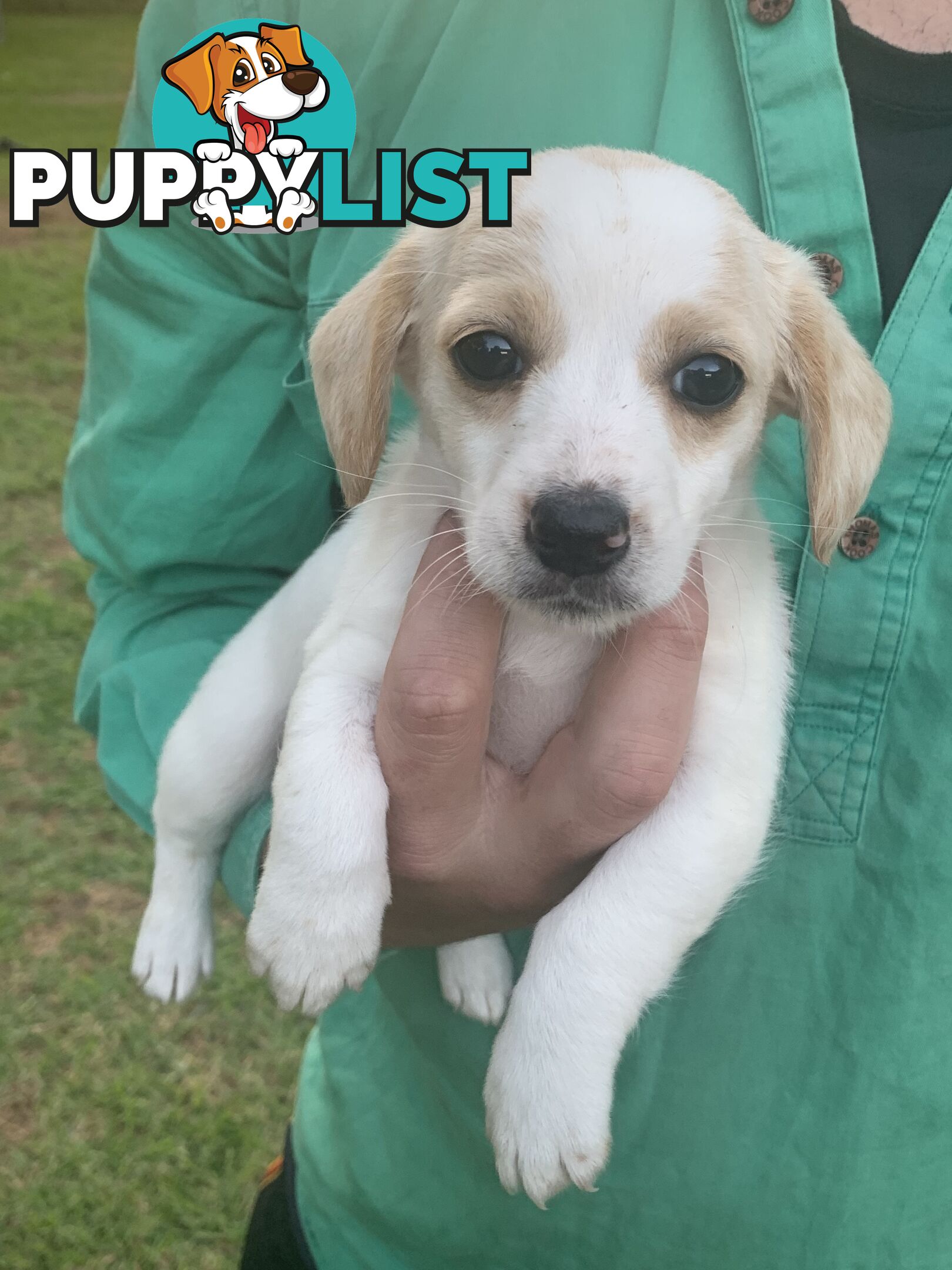 Adorable Jack Russell x Mini Dachshund