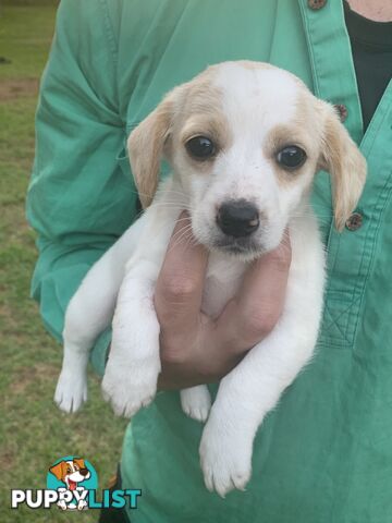 Adorable Jack Russell x Mini Dachshund